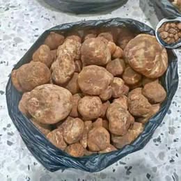 Truffes fraîches